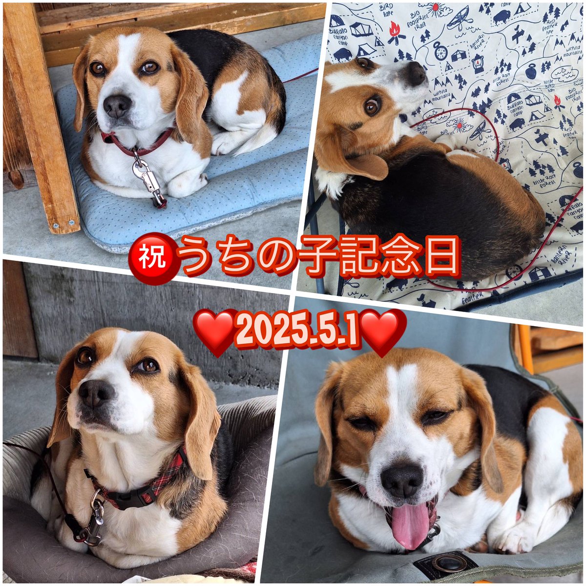 今日はあたちのうちの子記念日🎉
おうちに来てから5年経ったよ🐶
これからも我が家のあいどるとして頑張ります❤️