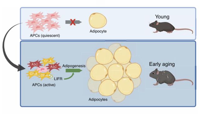 🔬 RicardoMontes (@_mcricardo_) on Twitter photo Distinct adipose progenitor cells emerging w/age drive active adipogenesis
This is the first evidence that our bellies expand w/age due to the stem cell's high output of new fat cells. This can occur even whitout change in diet & exercise.
science.org/doi/10.1126/sc… <a href="/HealthyFellow/">J P Fanton</a> Distinct adipose progenitor cells emerging w/age drive active adipogenesis
This is the first evidence that our bellies expand w/age due to the stem cell's high output of new fat cells. This can occur even whitout change in diet & exercise.
science.org/doi/10.1126/sc… <a href="/HealthyFellow/">J P Fanton</a>