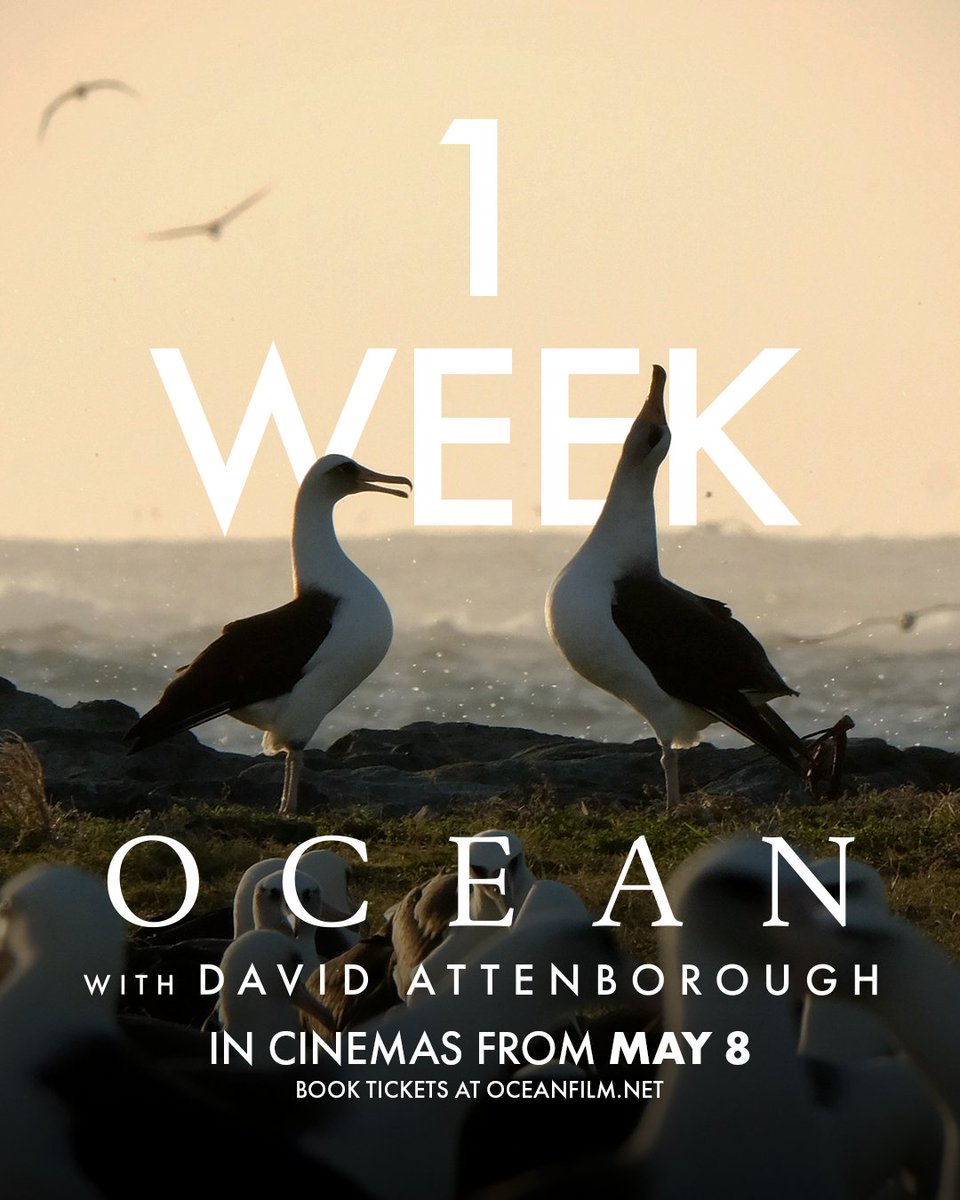 ONE WEEK until release day! 🌊

OCEAN WITH DAVID ATTENBOROUGH
In Cinemas from May 8, with exclusive behind-the-scenes footage and interviews on the making of the film
🎟️ Book now: oceanfilm.net

#OceanFilm #Ocean #DavidAttenborough