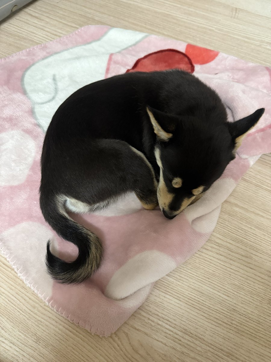 고삼누나들 다 서울 관악산 밑 S대 가시길
견 부적