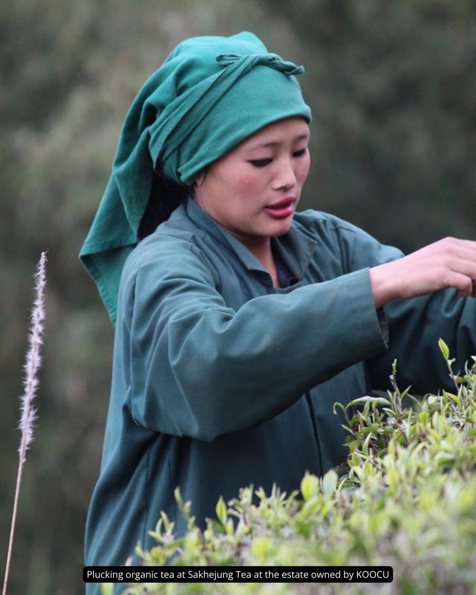 Labour in tea is constant. Physical. Often, generational.
It begins early, ends late, and too often goes unseen.
Today, we look a little closer—and offer quiet thanks. #InternationalWorkersDay
