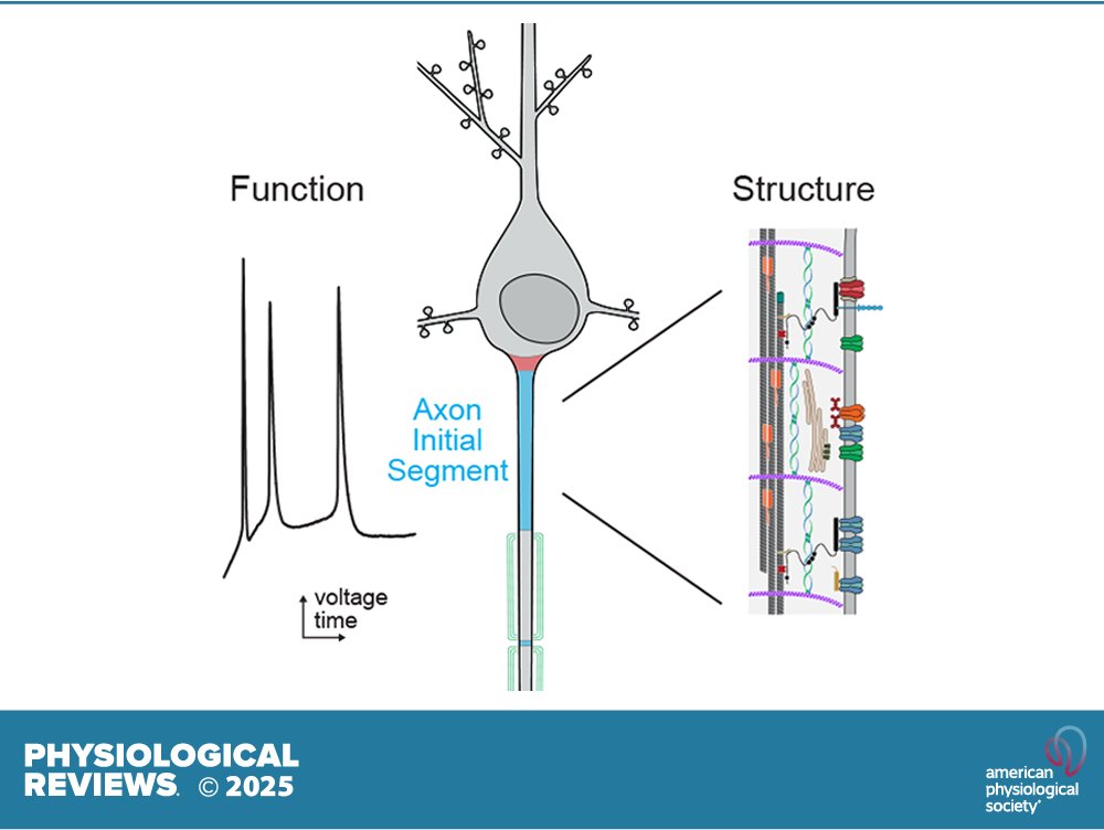 Physiological Reviews (@physiolrev) on Twitter photo 🆕Review from @PhysiolRev on Axon initial segment structure and function in health and disease
Paul M. Jenkins and Kevin J. Bender
🖱️ ow.ly/7yqt50VLgjO
#Excitability #IonChennel @neurobender <a href="/UMich/">University of Michigan</a> <a href="/UCSF/">UC San Francisco</a> 🆕Review from @PhysiolRev on Axon initial segment structure and function in health and disease
Paul M. Jenkins and Kevin J. Bender
🖱️ ow.ly/7yqt50VLgjO
#Excitability #IonChennel @neurobender <a href="/UMich/">University of Michigan</a> <a href="/UCSF/">UC San Francisco</a>