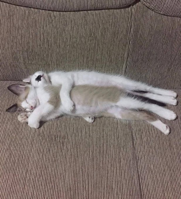 Punch Cat (@punchingcat) on Twitter photo 