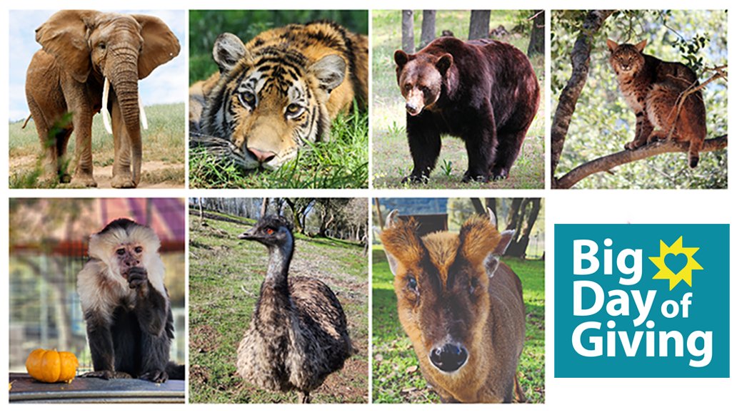 Today’s the Day! Big Day of Giving is Here! We have just 24 hours to raise $75,000 to feed and care for the elephants, tigers, bears, and other rescued animals at PAWS. 
Donate here! conta.cc/3Gyc21H
#bdog2025 #paws #fundraiser #sanctuary pawsweb.org