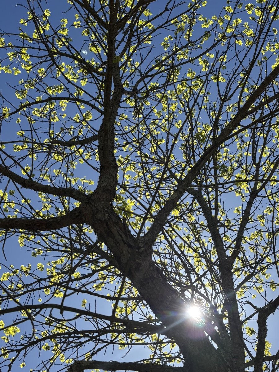 Happy May, friends!! 🌱🌷☀️😊

Spring fever is surely going around… so here’s my mayday… 

 “May-Day Poem”

I look forward to reading your poems✍️💛🌻<a href="/PoetsonThursday/">Victoria Leigh Bennett-- PoetsonThursday</a> 

#poetry #poem #MayDay2025 #MayDay #writerslife #spring #kite 🪁