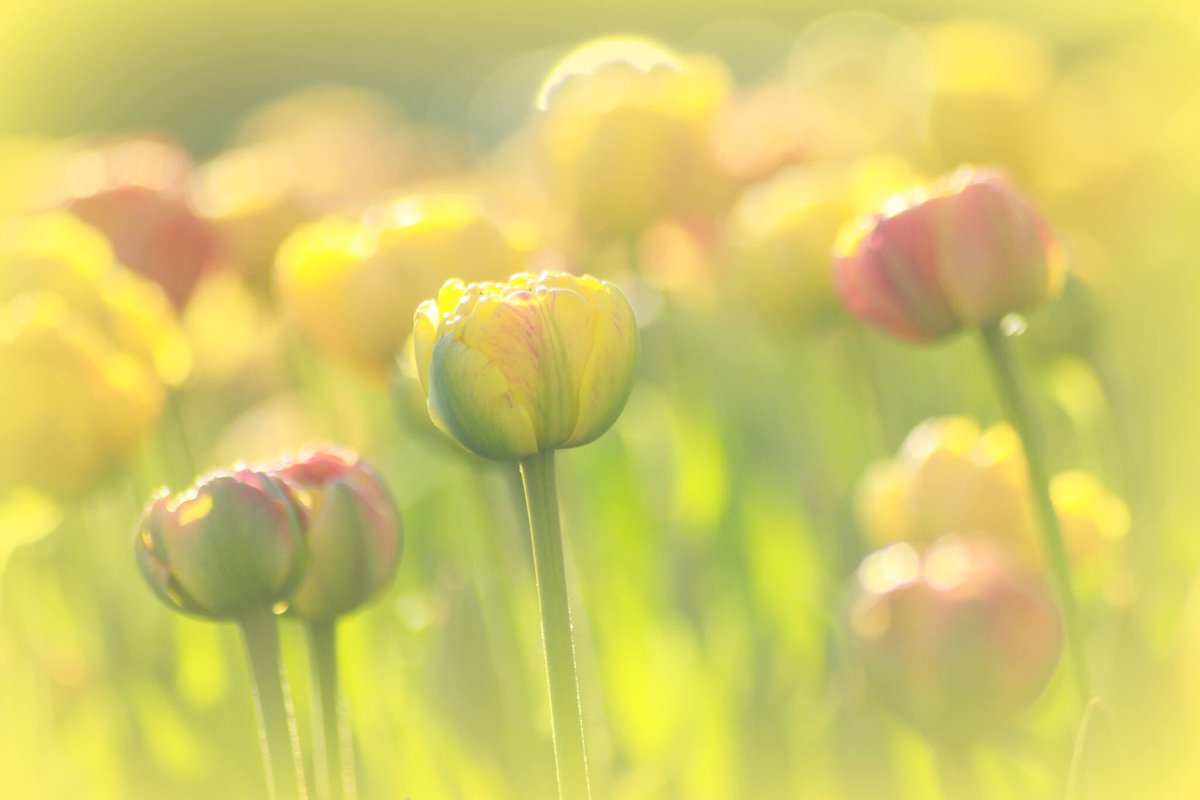 snowangel_32's tweet photo. SOON! So excited! Letβs stroll through the tulips all day long! β₯οΈ π· β₯οΈ #MyOttawa #Tulips #OttawaInBloom https://t.co/LTM6b30q1L