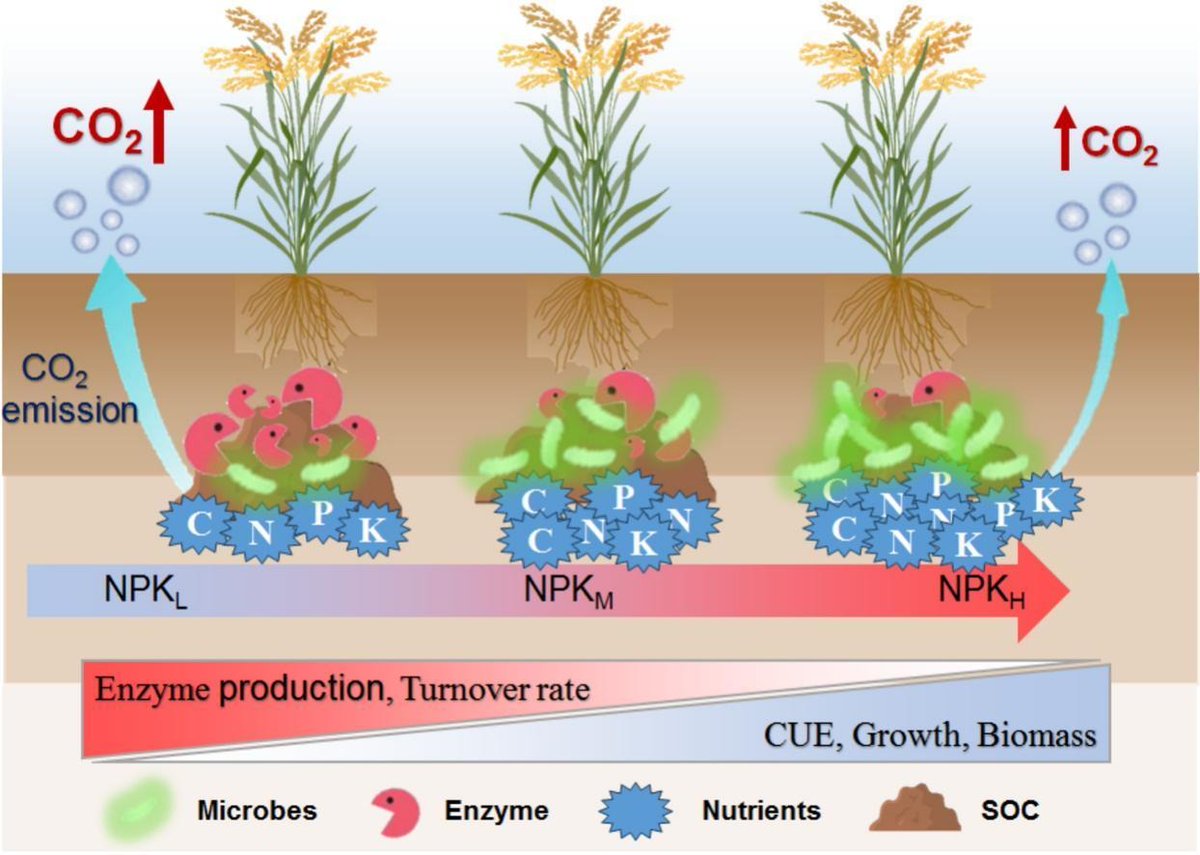 Yakov Kuzyakov . . . priming Soil Science (@ykuzyakov) on Twitter photo NEW in <a href="/Geoderma_Jrnl/">Geoderma - the global #OA journal of soil science</a>
#Nutrient availability mediates organic #carbon turnover in #paddy #soils through regulating microbial metabolism
doi.org/10.1016/j.geod…
50-day Free: authors.elsevier.com/sd/article/S00…
#SoilOrganicMatter #CarbonUseEfficiency #microbialbiomass #enzymes #isotopes NEW in <a href="/Geoderma_Jrnl/">Geoderma - the global #OA journal of soil science</a>
#Nutrient availability mediates organic #carbon turnover in #paddy #soils through regulating microbial metabolism
doi.org/10.1016/j.geod…
50-day Free: authors.elsevier.com/sd/article/S00…
#SoilOrganicMatter #CarbonUseEfficiency #microbialbiomass #enzymes #isotopes