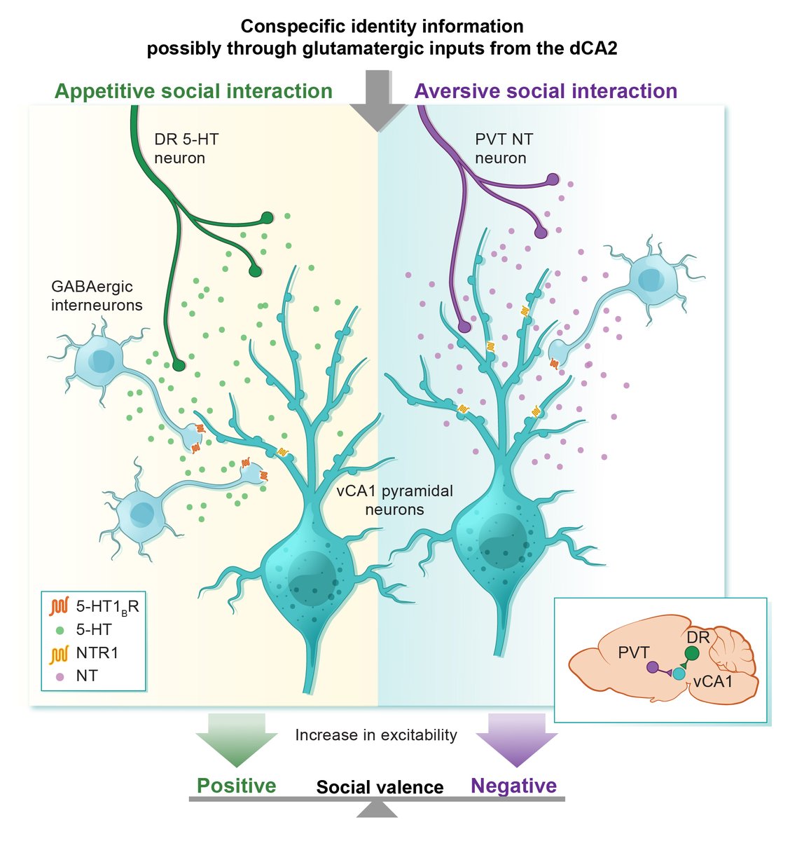 Friedman Brain Institute (@sinaibrain) on Twitter photo OUT NOW! Researchers <a href="/IcahnMountSinai/">Icahn School of Medicine at Mount Sinai</a>'s <a href="/XiaotingWuLab/">Xiaoting Wu Lab</a> have ID'd neural mechanisms in brain that regulate both positive & negative impressions of a social encounter AWA how imbalance btwn two could lead to common neuropsychiatric disorders. PRESS RELEASE👉mountsinai.org/about/newsroom… OUT NOW! Researchers <a href="/IcahnMountSinai/">Icahn School of Medicine at Mount Sinai</a>'s <a href="/XiaotingWuLab/">Xiaoting Wu Lab</a> have ID'd neural mechanisms in brain that regulate both positive & negative impressions of a social encounter AWA how imbalance btwn two could lead to common neuropsychiatric disorders. PRESS RELEASE👉mountsinai.org/about/newsroom…