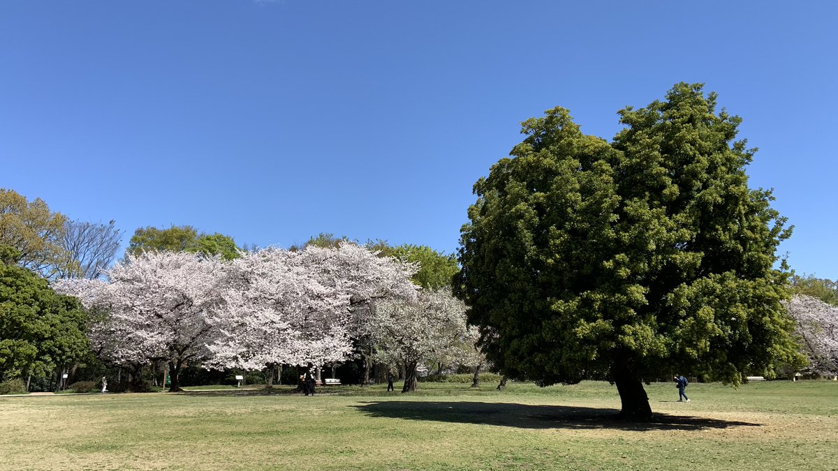 hikaku_camera's tweet photo. 【デジカメ画像比較】　公園　広場　「パナソニック　LUMIX FT20」「iPhone XR」「PENTAX Q-S1」「キャノン Powershot V10」　#FT20　#iPhoneXR　#QS1　#PowershotV10　#LUMIX　#PENTAX　#デジカメ比較　　　https://t.co/fDElfgDWax https://t.co/5Xy2B3huXc
