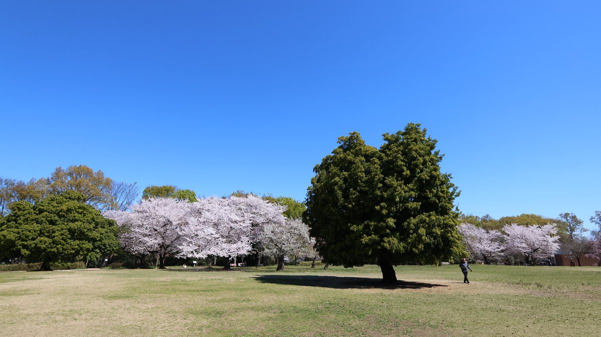hikaku_camera's tweet photo. 【デジカメ画像比較】　公園　広場　「パナソニック　LUMIX FT20」「iPhone XR」「PENTAX Q-S1」「キャノン Powershot V10」　#FT20　#iPhoneXR　#QS1　#PowershotV10　#LUMIX　#PENTAX　#デジカメ比較　　　https://t.co/fDElfgDWax https://t.co/5Xy2B3huXc
