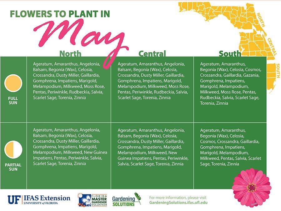 FL Master Gardener Volunteer Program (@floridamgs) on Twitter photo Embrace the increasing sunshine with flower beds outside the window. Zinnias, impatiens and marigolds are just a few fabulous flowers for May. Find the text and printable versions of this infographic on <a href="/UF_IFAS/">UF IFAS Solutions</a> Gardening Solutions. gardeningsolutions.ifas.ufl.edu/plants/ornamen… Embrace the increasing sunshine with flower beds outside the window. Zinnias, impatiens and marigolds are just a few fabulous flowers for May. Find the text and printable versions of this infographic on <a href="/UF_IFAS/">UF IFAS Solutions</a> Gardening Solutions. gardeningsolutions.ifas.ufl.edu/plants/ornamen…