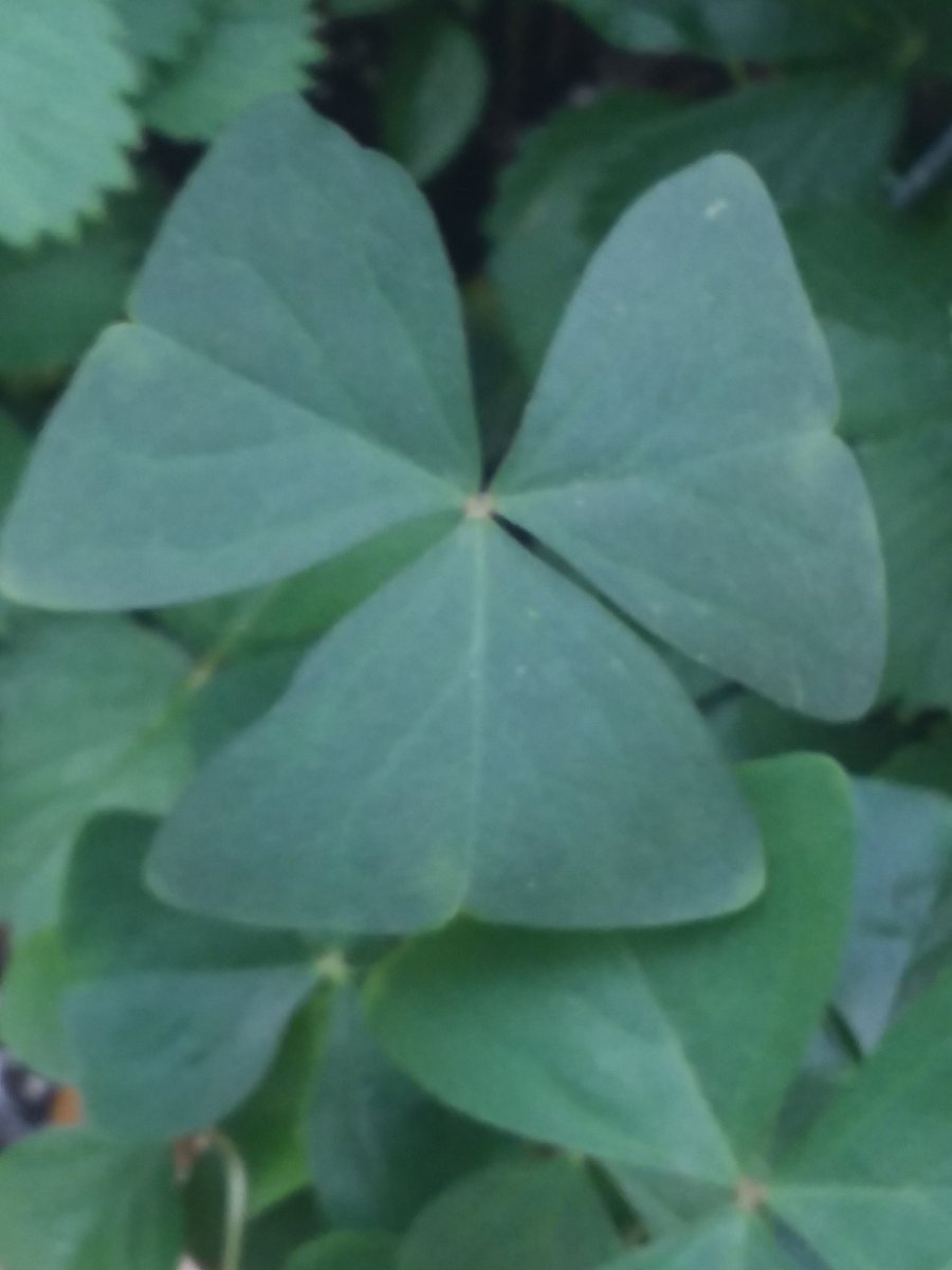 Good morning☕☀️
/afternoon/evening.🍵🌙. Wishing everyone a beautiful, blessed #Thursday . Be safe and well. 

#HappyNewMonth 
#HappyMay

🦋☘🐞☘🐝

#shamrock #plant #flowers #bloom #nature #goodluck