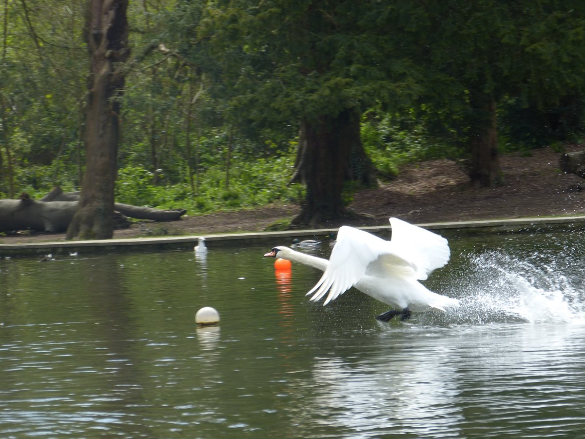 Kearsneyparks's tweet image. 🦢 Swanning around #KearsneyParks!
One of our visitors to the park captured these brilliant shots of the swans having fun in the water.
Thank you Tracy Laurence for sharing these - we love to see what the wildlife is up to when we’re not looking 👀
#wildlife #wildlifephotography