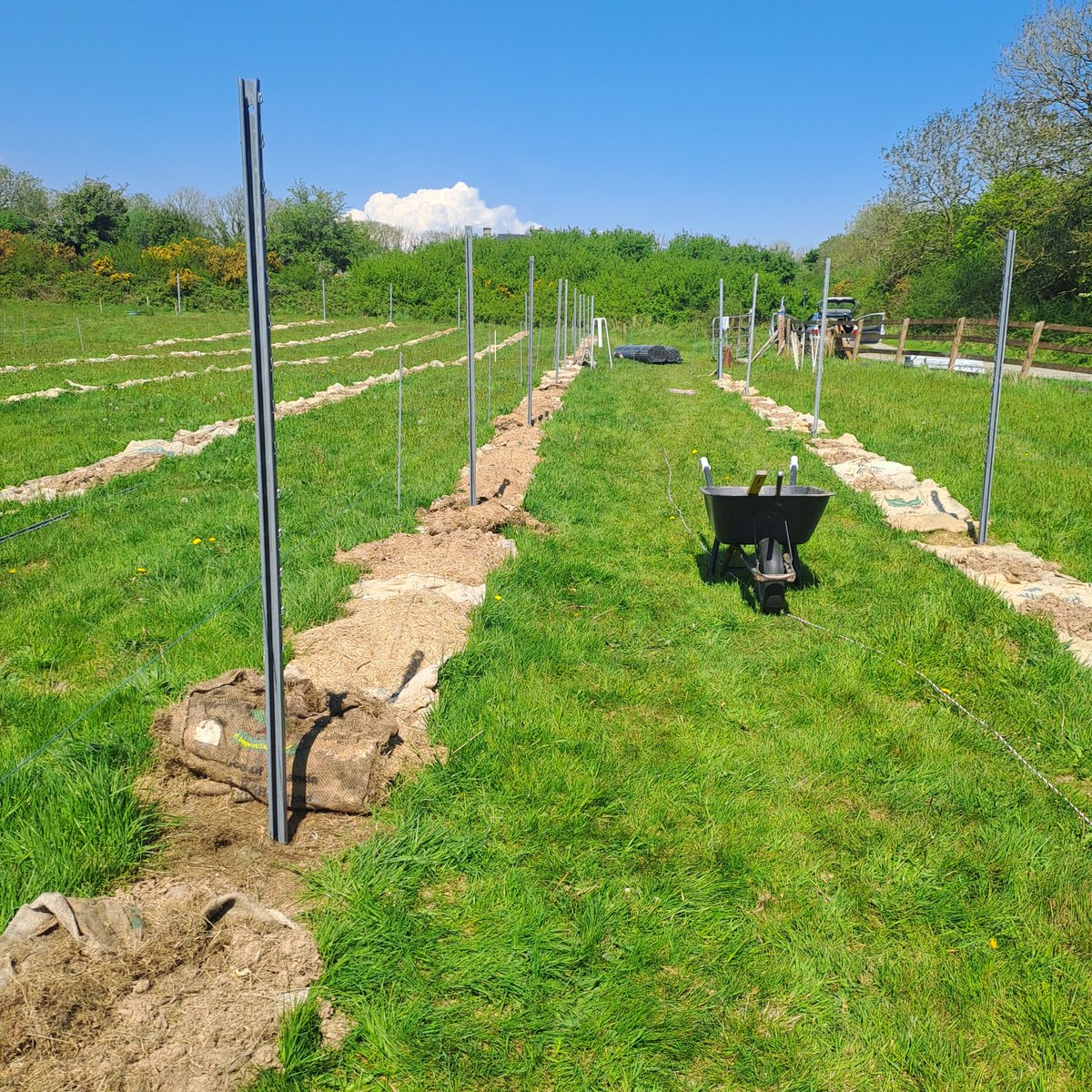 Viking Irish Drinks (@vikingdrinks) on Twitter photo Hazel vineyard  at Dennisons Farm,  approximately 1.2 Ha, #Irishgrapes #irishwine Hazel vineyard  at Dennisons Farm,  approximately 1.2 Ha, #Irishgrapes #irishwine
