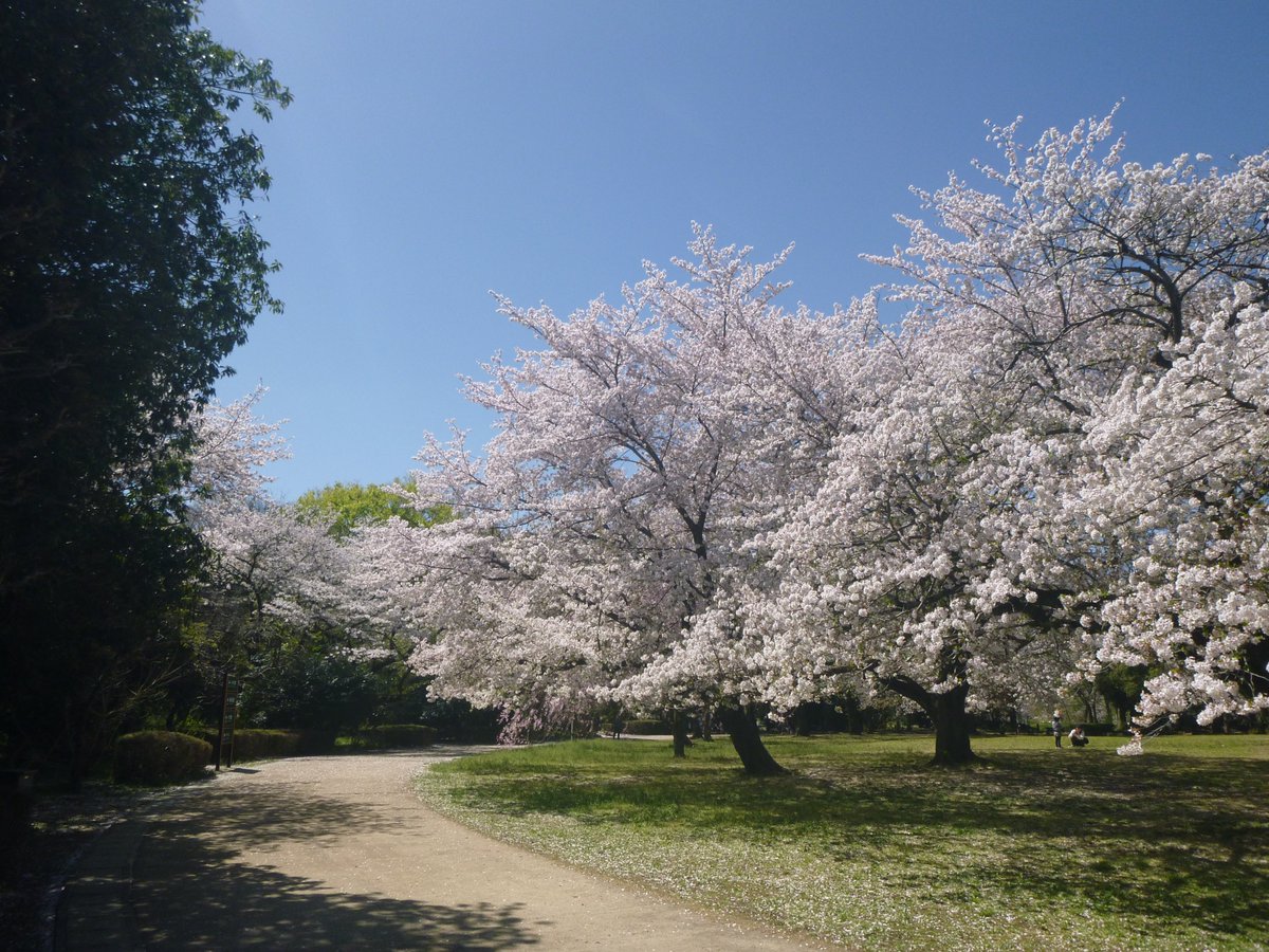 hikaku_camera's tweet photo. 【デジカメ画像比較】　春　公園の桜　「パナソニック　LUMIX FT20」「iPhone XR」「PENTAX Q-S1」「キャノン Powershot V10」　#FT20　#iPhoneXR　#QS1　#PowershotV10　#LUMIX　#PENTAX　#デジカメ比較　　　https://t.co/FjMvunV5BH https://t.co/A7dkkGqPwh