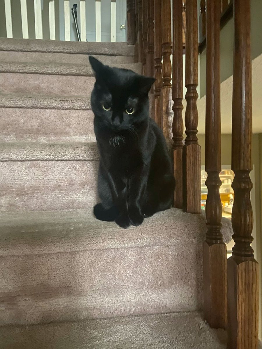 Black cats are not bad luck (@visualscat) on Twitter photo 