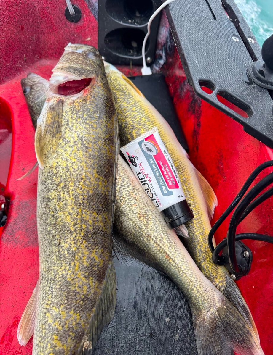 Tis the SZN! 

Our line of walleye baits paired with our attractant will be sure to put fish in the boat 👌

📸 @northernkayakangler 

#walleye #walleyefishing #walleyeslayer #pickeral #mayhembaitco #liquidmayhem