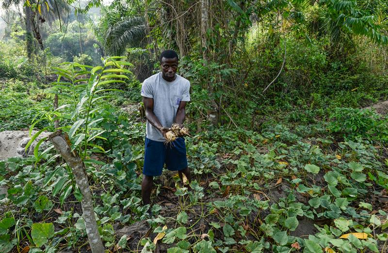 WFP Sierra Leone (@wfps_leone) on Twitter photo 🍠 From farm to classroom in D.E.C Primary School Chokoloh, Bonthe Island! Thanks to <a href="/IcelandinSalone/">Iceland in Sierra Leone</a> , orange-fleshed sweet potatoes are helping farmers grow incomes and children thrive with nutritious school meals. 🇸🇱🇮🇸 #HomeGrownSchoolFeeding #FeedSalone 🍠 From farm to classroom in D.E.C Primary School Chokoloh, Bonthe Island! Thanks to <a href="/IcelandinSalone/">Iceland in Sierra Leone</a> , orange-fleshed sweet potatoes are helping farmers grow incomes and children thrive with nutritious school meals. 🇸🇱🇮🇸 #HomeGrownSchoolFeeding #FeedSalone