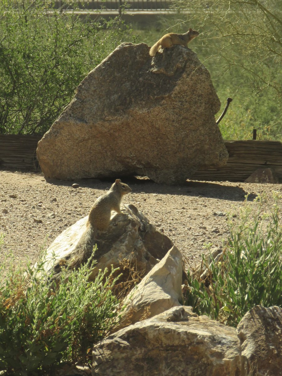 Friends outside my window this week! Year-old mule #deer doe; hooded #oriole; double-trouble rock #squirrels.