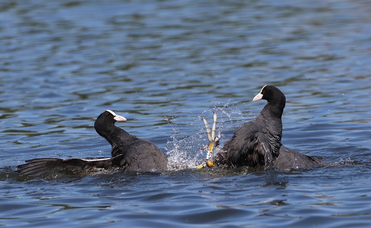 Richard T. Mills (@richardtmills) on Twitter photo My ring is nicer than yours. You can't beat a good coot fight.
<a href="/bomah/">barry o'mahony</a> <a href="/SamBayley2/">Sam Bayley</a> My ring is nicer than yours. You can't beat a good coot fight.
<a href="/bomah/">barry o'mahony</a> <a href="/SamBayley2/">Sam Bayley</a>