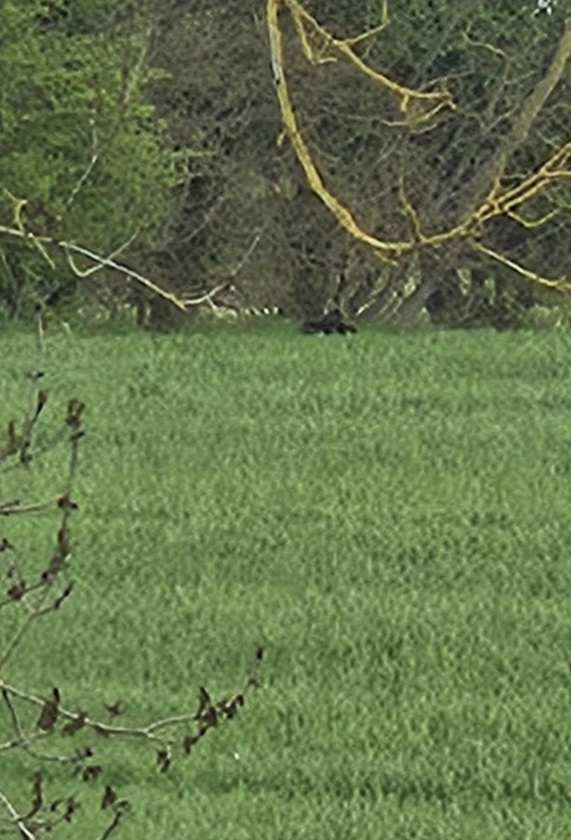 Do these photos show a melanistic leopard sitting down near Eye, North #Suffolk? (Sent by a witness on 23 April 2025.)
bigcatsofsuffolk.com/photos-of-a-bi…