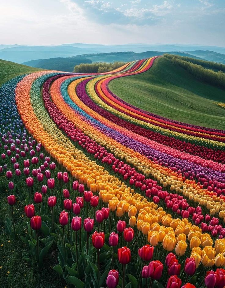 tulips field 🌷