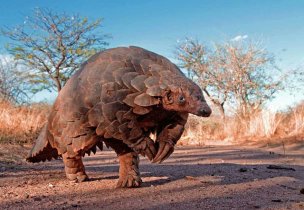 WHEN WERE YOU GONNA TELL ME PANGOLINS WALK AROUND LIKE A LITTLE T. REX
