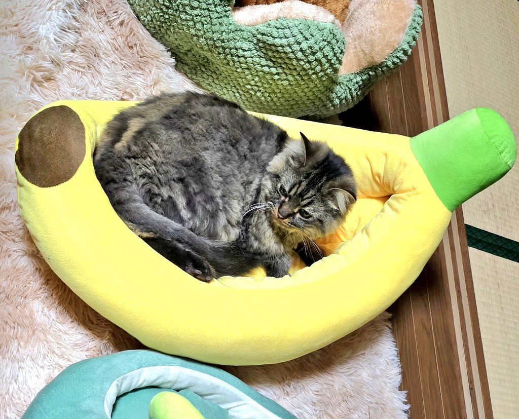 <a href="/Nekotaro36/">ひなたぼっこ꜀(^. .^꜀ )꜆੭</a> 
GW終わるまで
ママ忙しいから
一緒に寝てあげないよ〜
って様子(  ߹꒳​߹ )