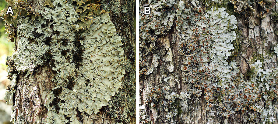 Nordic Journal of Botany (@nordicjbotany) on Twitter photo NEW PAPER: Variation in Ricasolia amplissima (Scop.) De Not. in Norway and Europe – a mere response to climate? by Lindblom & Blom. The authors suggest either climate or population of origin as a differentiating factor.
vist.ly/3n38wuq
#lichen <a href="/NordicOikos/">Nordic Society Oikos</a> <a href="/WileyEcolEvol/">Wiley Ecology & Evolution</a> NEW PAPER: Variation in Ricasolia amplissima (Scop.) De Not. in Norway and Europe – a mere response to climate? by Lindblom & Blom. The authors suggest either climate or population of origin as a differentiating factor.
vist.ly/3n38wuq
#lichen <a href="/NordicOikos/">Nordic Society Oikos</a> <a href="/WileyEcolEvol/">Wiley Ecology & Evolution</a>