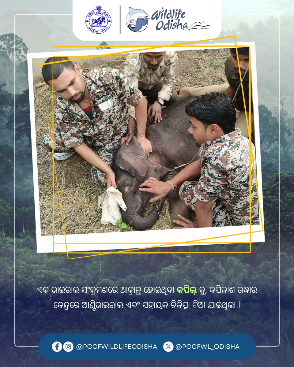 PCCF WL & CWLW, Odisha tweet media