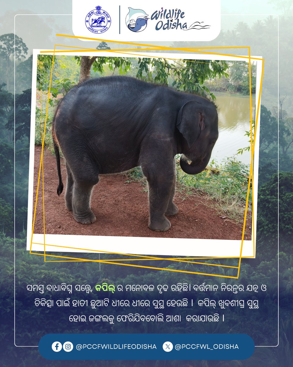 କପିଲ୍- ଏକ ଦୃଢ଼ମନା ହାତୀ ଛୁଆର କାହାଣୀ 

ଆଠଗଡ଼ ବନଖଣ୍ଡ ଅଞ୍ଚଳରୁ ଉଦ୍ଧାର ହୋଇଥିବା ହାତୀ ଛୁଆ କପିଲ୍ ଏବେ କପିଳାଶ ଉଦ୍ଧାର କେନ୍ଦ୍ରର କର୍ମଚାରୀଙ୍କର ଭଲପାଇବା, ସେବା ଓ ଯତ୍ନରେ ଧୀରେ ଧୀରେ ସୁସ୍ଥତା ଲାଭ କରୁଛି । କପିଲ୍ ବହୁତଶୀଘ୍ର ପୂର୍ଣ୍ଣ ସୁସ୍ଥତା ଲାଭ କରି ପୁଣିଥରେ ଜଙ୍ଗଲ କୁ ଫେରିଯିବ ବୋଲି ଆଶା କରାଯାଉଛି ।