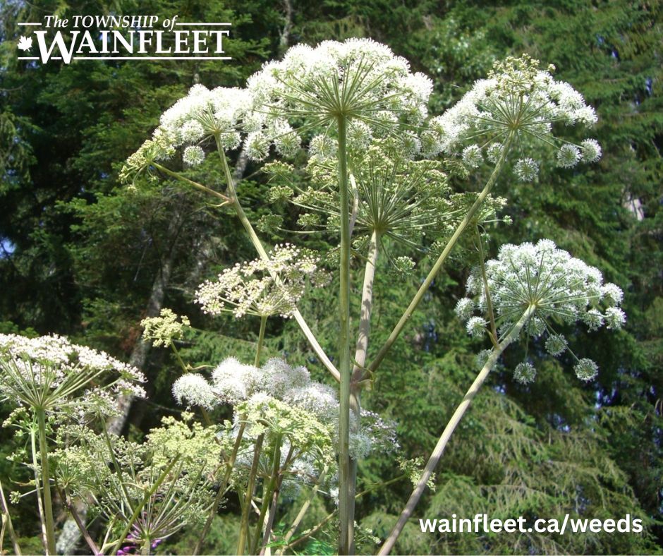 It's that time of year again! Please read our notice regarding landowner responsibilities under the Weed Control Act:

wainfleet.ca/weeds
