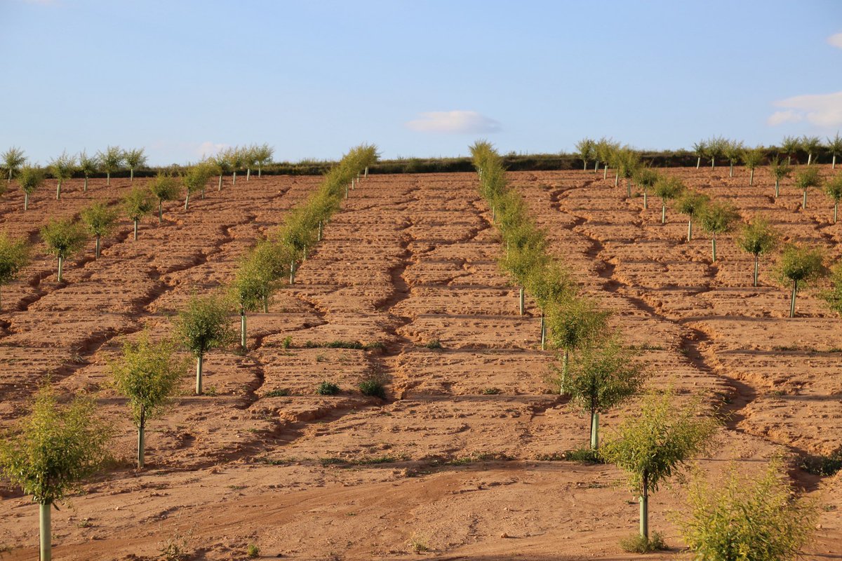 Artemi Cerdà (@artemiocerda) on Twitter photo react4med.eu PRIMA project researches solutions to reduce soils losses in Mediterranean crops. See the example of almonds in Eastern Spain
soilerosion.eu
#soil
#suelo
#erosion
#land
#degradation react4med.eu PRIMA project researches solutions to reduce soils losses in Mediterranean crops. See the example of almonds in Eastern Spain
soilerosion.eu
#soil
#suelo
#erosion
#land
#degradation