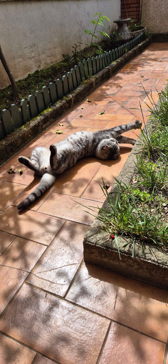 adriana_czm_'s tweet photo. Mood de #1Mai muncitoresc...
#CatsOfTwitter #CatsOfX #SimbaTheCat https://t.co/weziPt3voq