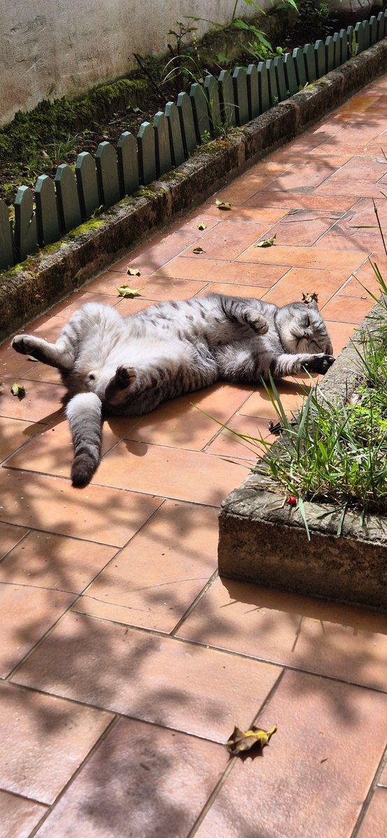 adriana_czm_'s tweet photo. Mood de #1Mai muncitoresc...
#CatsOfTwitter #CatsOfX #SimbaTheCat https://t.co/weziPt3voq