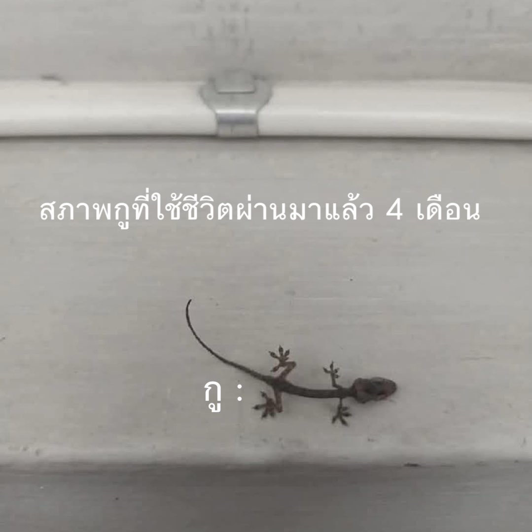 lolong___'s tweet image. อดทนจนกว่าจะแลนด์