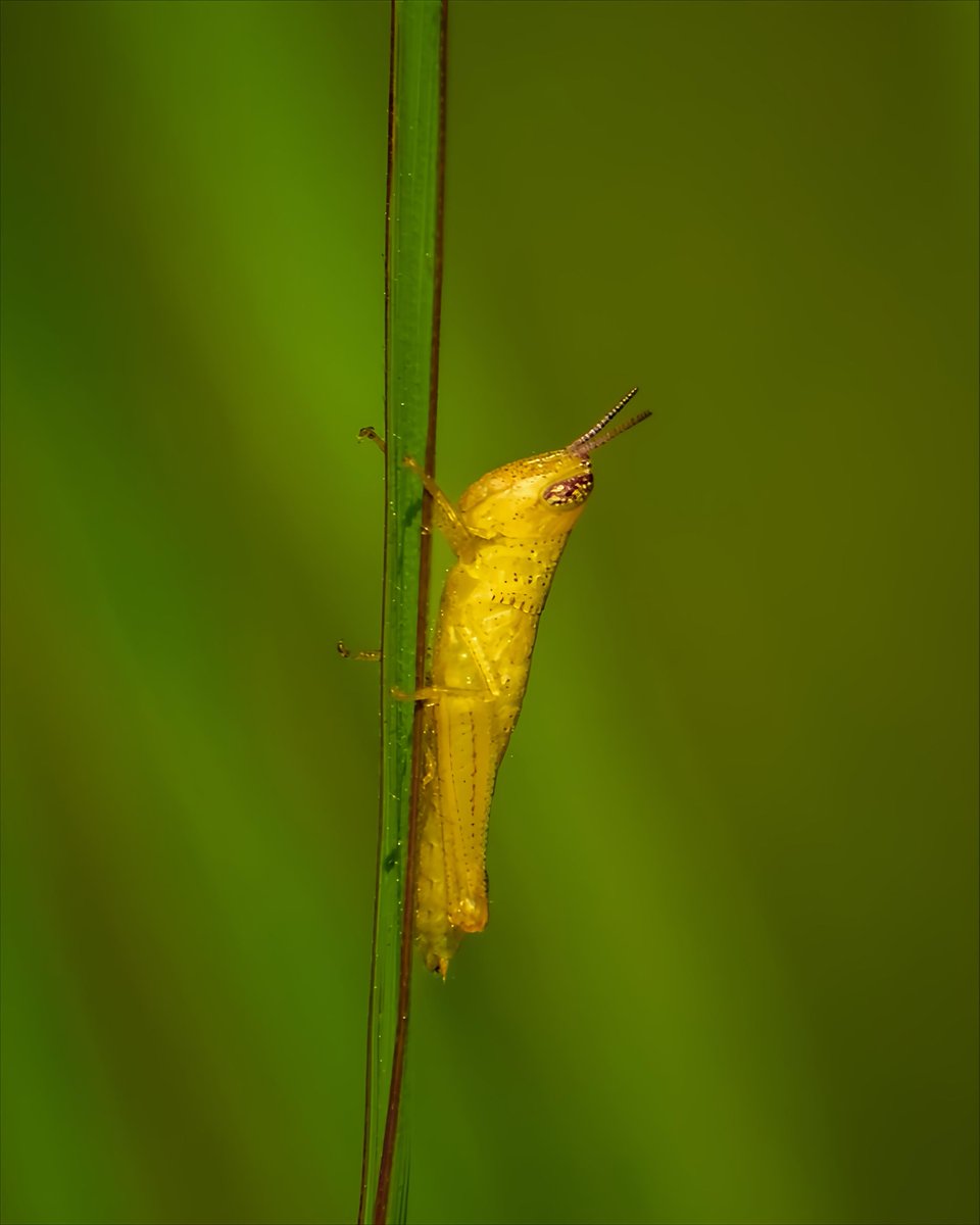 The magic of macro! Witness the captivating beauty of a grasshopper, magnified to reveal a universe of intricate patterns and textures.
#Nature #Indiaves #natgeoindia 
#photooftheday
<a href="/BBCEarth/">BBC Earth</a> <a href="/NatGeoIndia/">Nat Geo India</a> <a href="/IndiAves/">IndiAves</a>