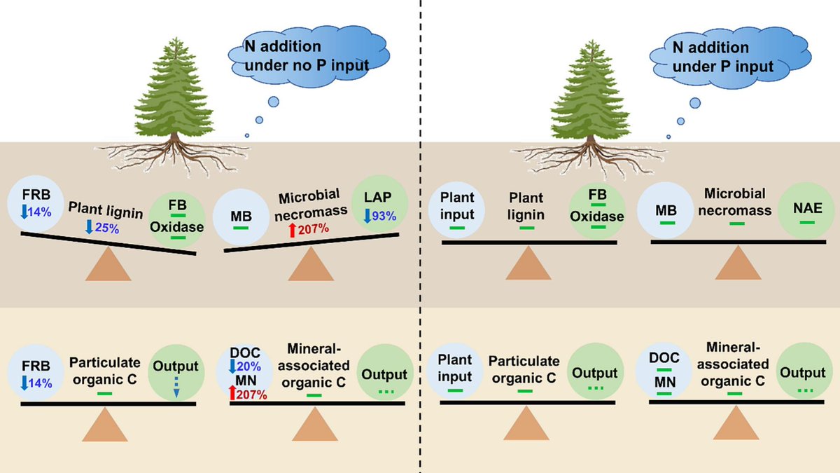 Yakov Kuzyakov . . . priming Soil Science (@ykuzyakov) on Twitter photo NEW in <a href="/Geoderma_Jrnl/">Geoderma - the global #OA journal of soil science</a>
Plant lignin and #microbialnecromass accumulation in a #forest #soil after #phosphorus and #nitrogen addition
doi.org/10.1016/j.geod…
50-day Free: authors.elsevier.com/sd/article/S00…
#SoilOrganicMatter #microbialbiomass #aminosugars #soilbacteria #soilfungi NEW in <a href="/Geoderma_Jrnl/">Geoderma - the global #OA journal of soil science</a>
Plant lignin and #microbialnecromass accumulation in a #forest #soil after #phosphorus and #nitrogen addition
doi.org/10.1016/j.geod…
50-day Free: authors.elsevier.com/sd/article/S00…
#SoilOrganicMatter #microbialbiomass #aminosugars #soilbacteria #soilfungi