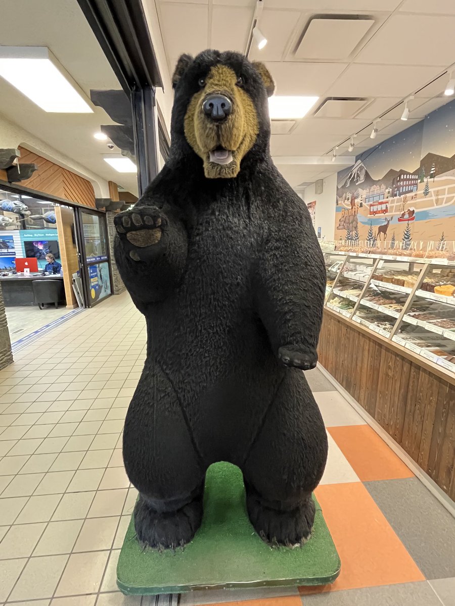 DonaldBPeck's tweet photo. Went to Banff and this was the only wildlife I saw 🤷‍♂️😁                              #Banff #wildlife #bear https://t.co/fzXwtMg1Bn