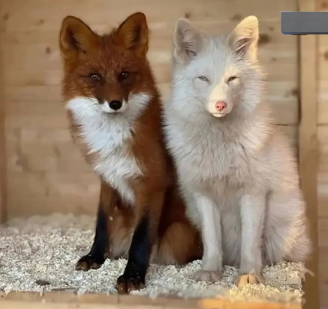 و🐦‍⬛ tweet media