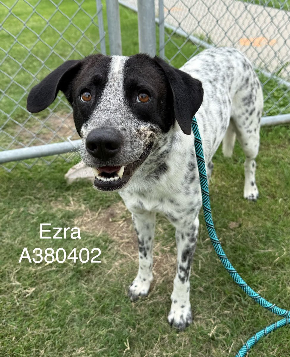 LisaBrabson's tweet photo. EZRA #A380402 5yo,so much personality in that beautiful face!
Not only is he beautiful,he is so gentle,easy going,he wants only 1 thing in this world🌎 
A Loving Home🏠 
Is that too much to ask?
So adorable,bit anxious,at worthless shelter!
PLZ #ADOPT #FOSTER or #PLEDGE 
#TEXAS https://t.co/wKuvMR81RX
