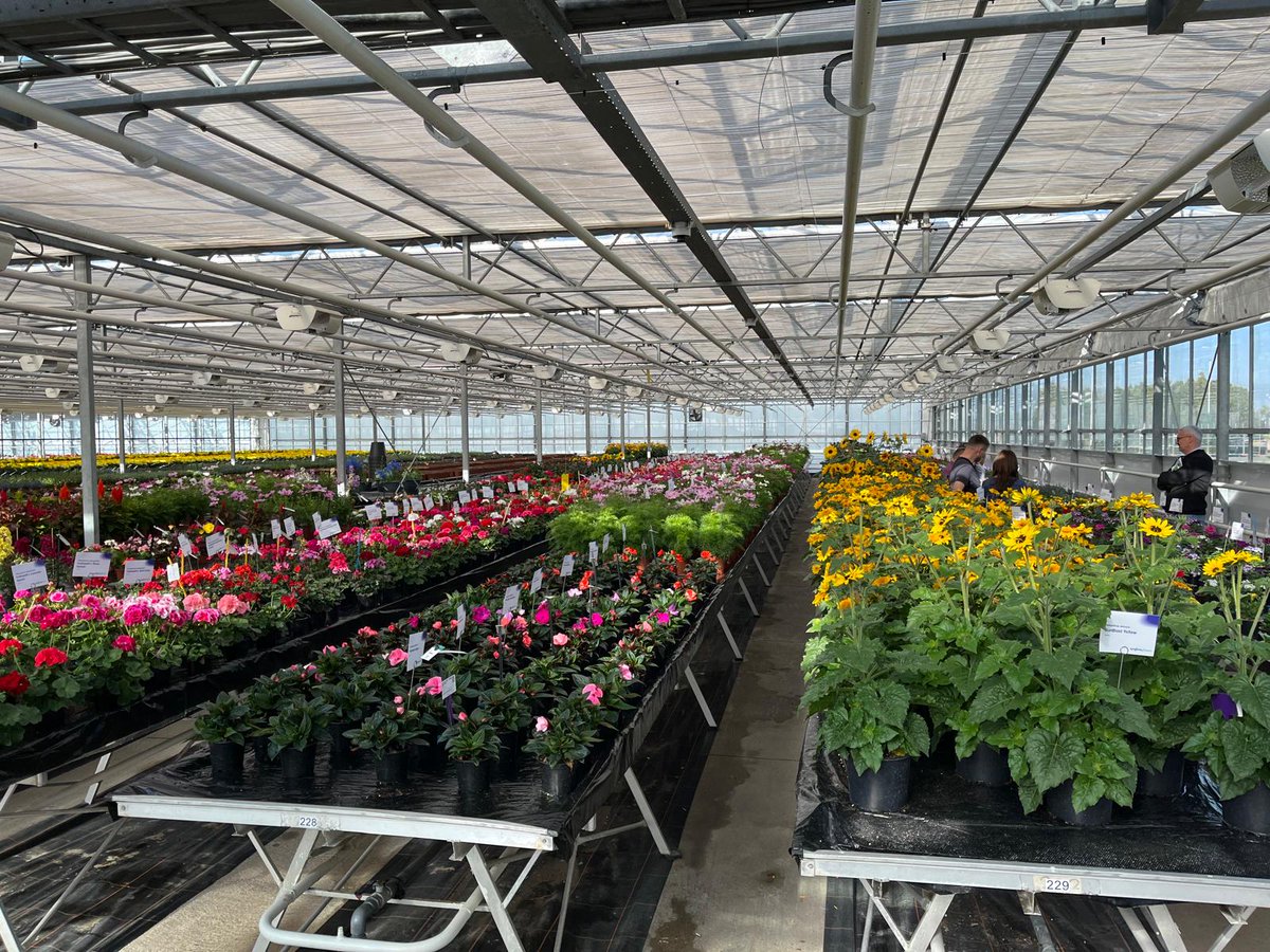 Syngenta Flowers tweet media