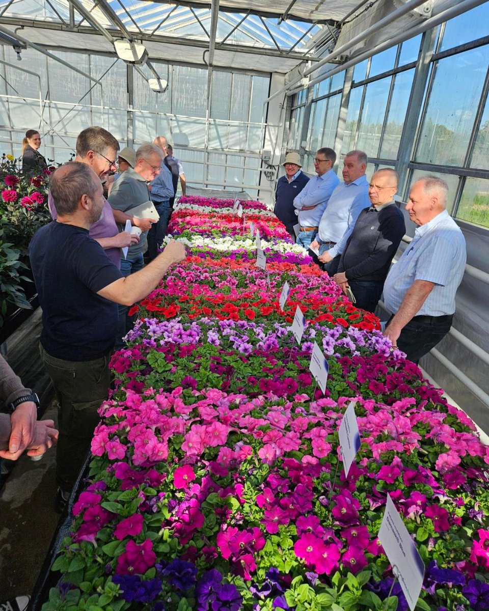 Syngenta Flowers tweet media