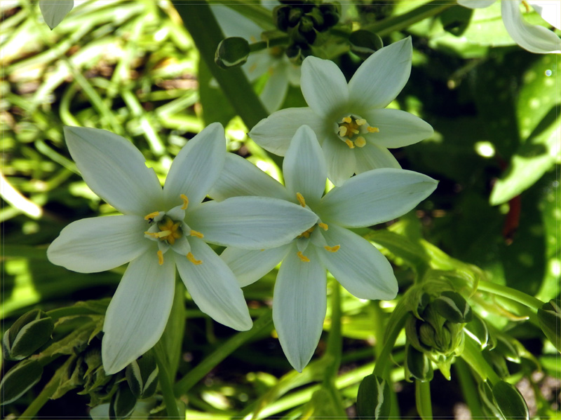 #StarofBethlehem #Vogelmelk  #Ornithogalum.
Met deze heerlijk zonnige lentedagen is er in de tuin weer een weelde van groei en  bloei. Zo ook voor de Vogelmelk. In de Bachbloesem wordt deze ook toegepast als  ‘Star of Bethlehem’

#FlowerPhotography #Nature