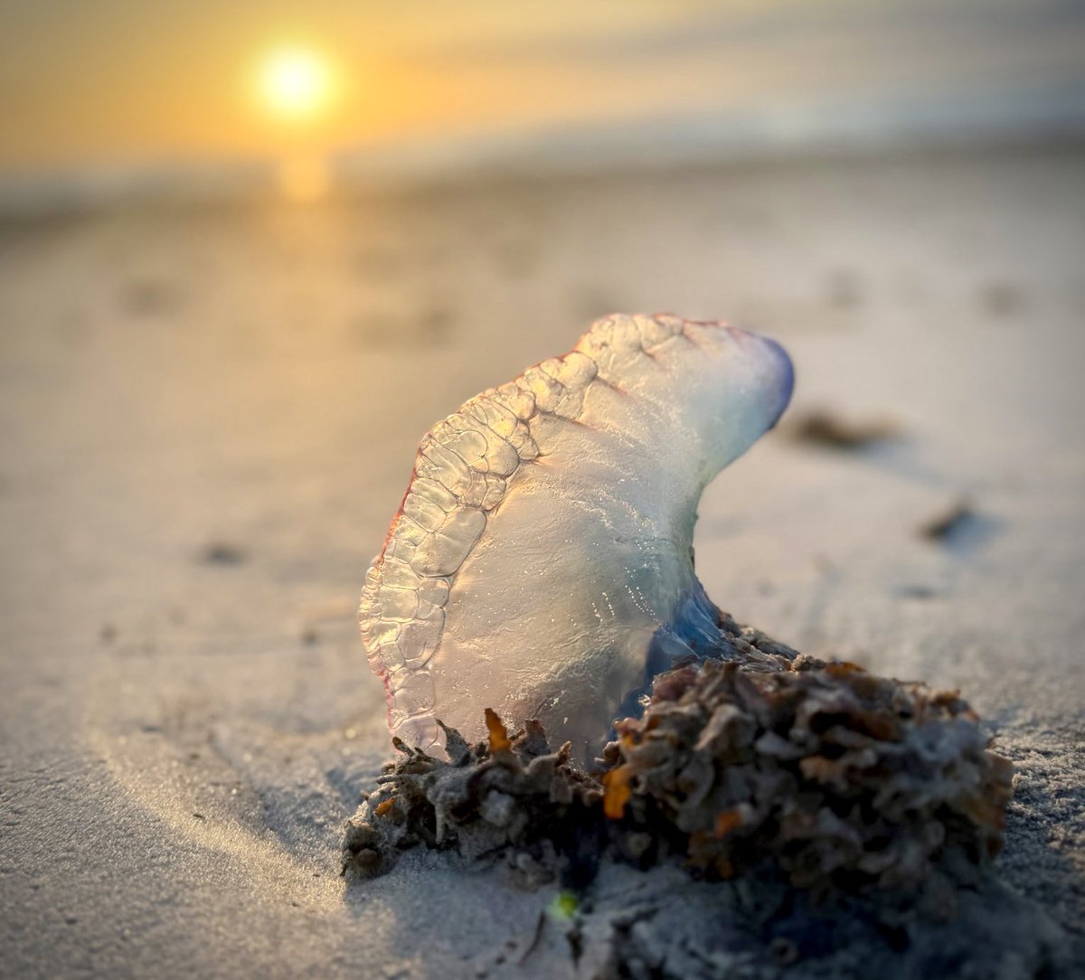 NS_Mayport's tweet image. ๐At the best beach in town, the art of war starts with knowing how to spot a Portugese Man-O-War!
๐ชผThese stinging gelatinous invertebrates are in our waters and starting to wash up onto shore. Stay safe and steer clear!
#Mayport #jacksonvilleflorida #Manowar #jellyfish