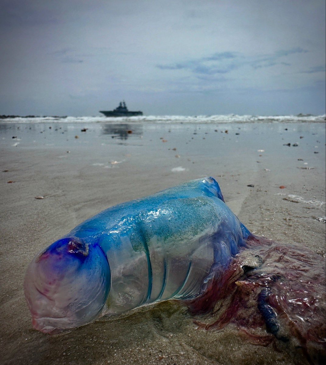 NS_Mayport's tweet image. ๐At the best beach in town, the art of war starts with knowing how to spot a Portugese Man-O-War!
๐ชผThese stinging gelatinous invertebrates are in our waters and starting to wash up onto shore. Stay safe and steer clear!
#Mayport #jacksonvilleflorida #Manowar #jellyfish