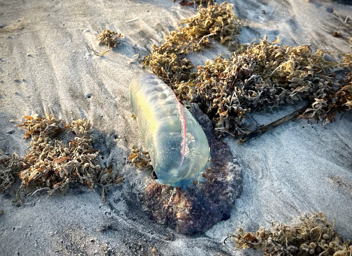 NS_Mayport's tweet image. ๐At the best beach in town, the art of war starts with knowing how to spot a Portugese Man-O-War!
๐ชผThese stinging gelatinous invertebrates are in our waters and starting to wash up onto shore. Stay safe and steer clear!
#Mayport #jacksonvilleflorida #Manowar #jellyfish