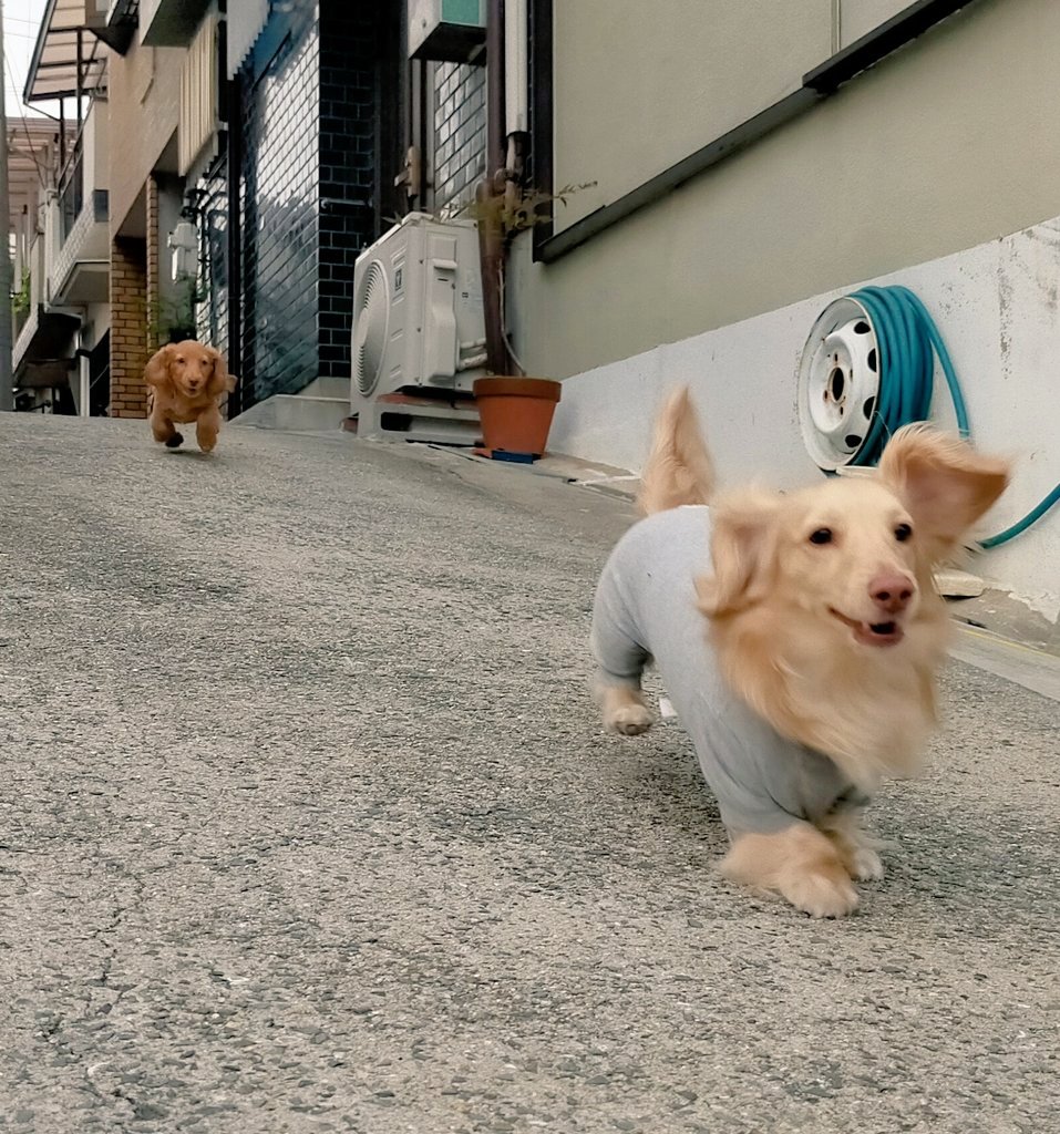 ほがらかダッシュ。
ワイに一直線のてんも、猛ダッシュやけど全然追いつけてないじんも、むちゃくちゃに可愛すぎ。まじで毎日元気でおろう。って思える。