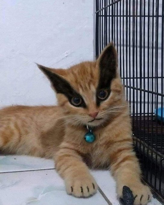Punch Cat (@punchingcat) on Twitter photo 