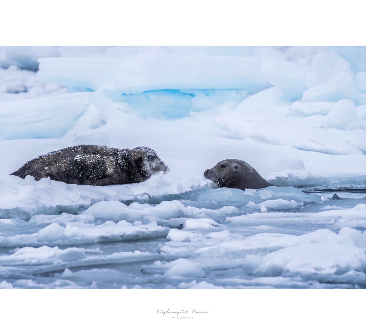 visranewildlife's tweet photo. Deep in the Arctic, a grey seal slips into the frigid waters as its companion stays close on the ice, watching intently - silent partners, connected by instinct and the stillness of the cold.
#arcticwildlife #sealsofthearctic #polarwildlife #icywaters #natureinstinct #sealwatch #frozenmoments #wildlifephotography #arcticbeauty #sealcompanion #sealsofinstagram #arcticlandscape #coldseas #sealencounter #oceanlife #marinewildlife
@NatGeo @WildlifeMag